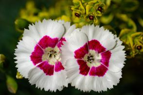 Hvozdík Moutain Frost Ruby Snow