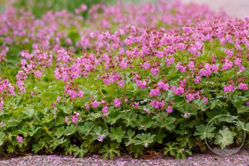 Kakost kantabrijský Karmina