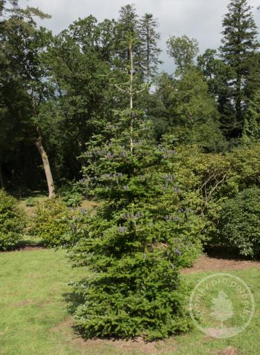 Jedle korejská Fastigiata
