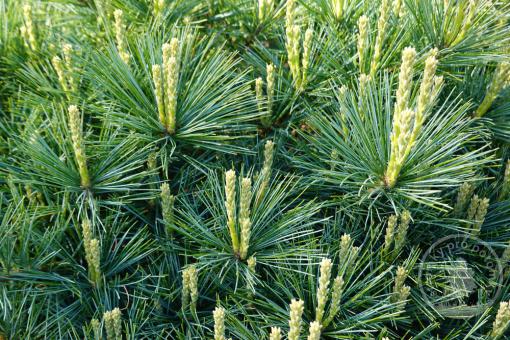 Borovice vejmutovka Mary Buttler