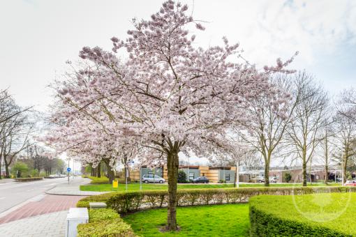 Višeň chloupkatá  Autumnalis Rosea (kmínek 150cm)