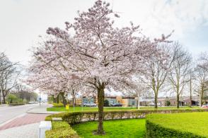 Višeň chloupkatá  Autumnalis Rosea (kmínek 150cm)