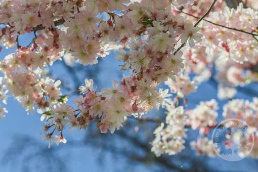 Višeň chloupkatá  Autumnalis Rosea (kmínek 150cm)