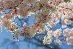 Višeň chloupkatá  Autumnalis Rosea (kmínek 150cm)
