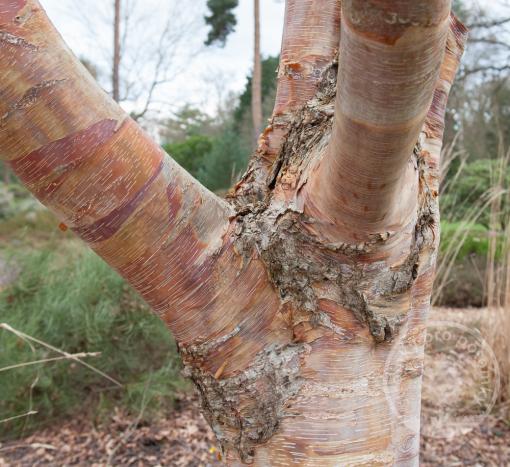 Bříza Ruby Chocolate