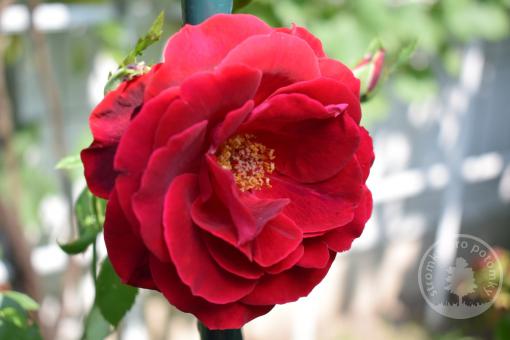 Růže pnoucí Ludvík Večeřa