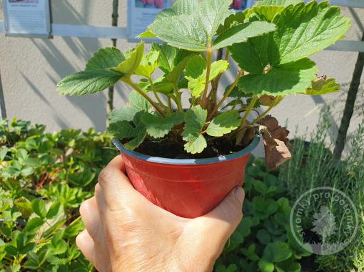 Aromas jahoda stáleplodící