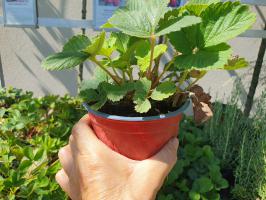 Aromas jahoda stáleplodící