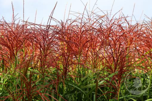 Ozdobnice čínská Volcano