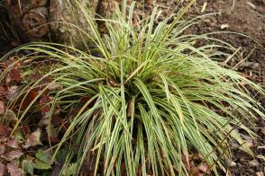 Ostřice japonská Gold Band