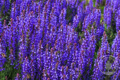 Šalvěj hajní Marvel Dark Blue