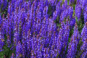 Šalvěj hajní Marvel Dark Blue