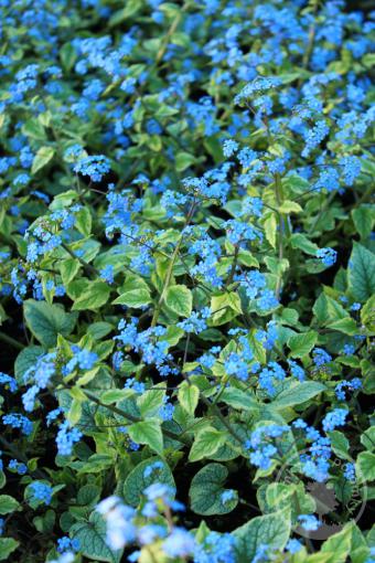 Pomněnkovec velkolistý Kings Ransome