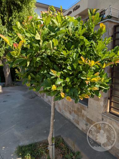 Bobkovišeň lékařská Titan (kmínek 180 cm)