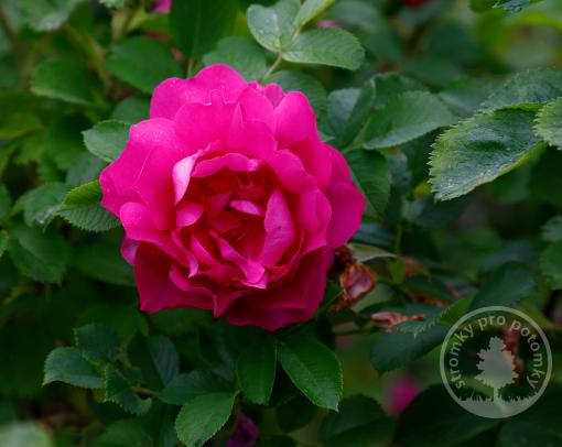 Růže pnoucí Geschwinds Schönste