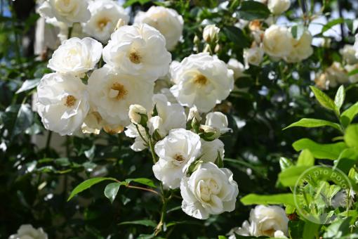 Růže pnoucí White New Dawn