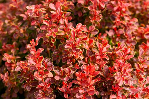 Dřišťál Thunbergův Orange Alf