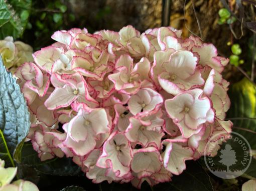 Hortenzie velkolistá Hi Moon