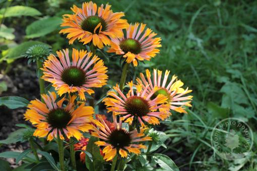 Echinacea / Třapatka nachová Papallo Semi Double Orange Pipes
