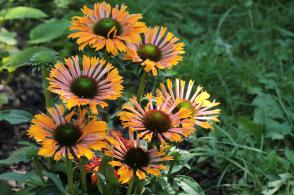 Echinacea / Třapatka nachová Papallo Semi Double Orange Pipes