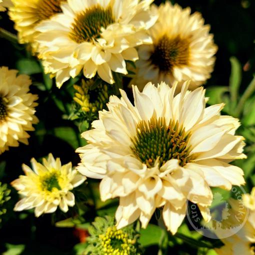 Třapatka nachová Bolero Yellow