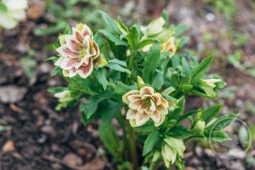 Čemeřice x východní Double Ellen Yellow Spotted