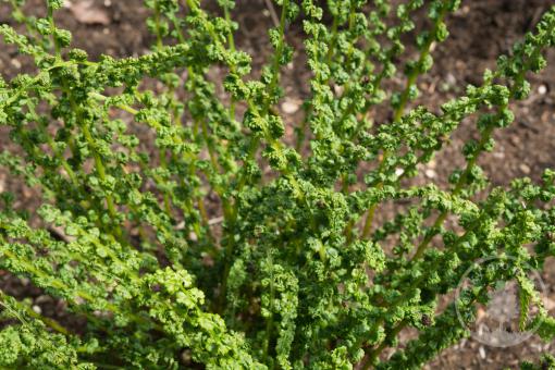 Papratka samičí Frizelliae