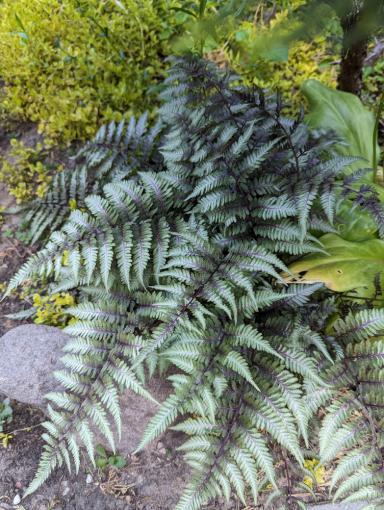 Papratka samičí Pewter Lace