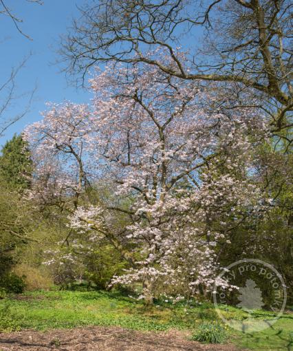 Slivoň Hillierova Spire (kmínek 180cm)