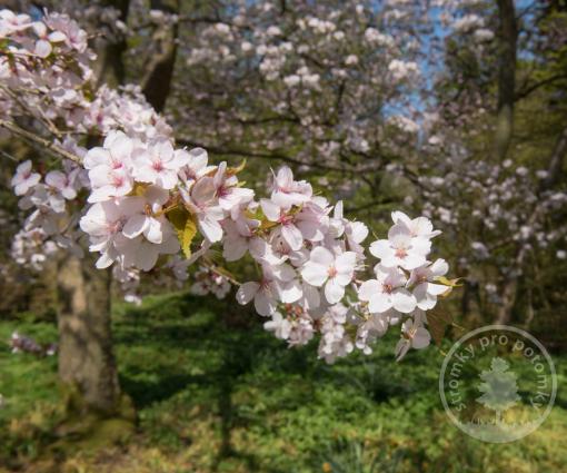 Slivoň Hillierova Spire (kmínek 180cm)