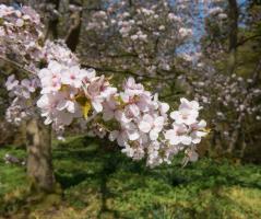 Slivoň Hillierova Spire (kmínek 180cm)