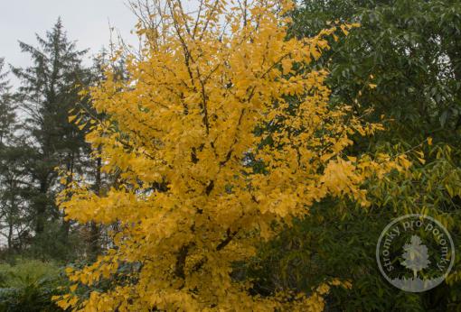 Jinan dvoulaločný Saratoga