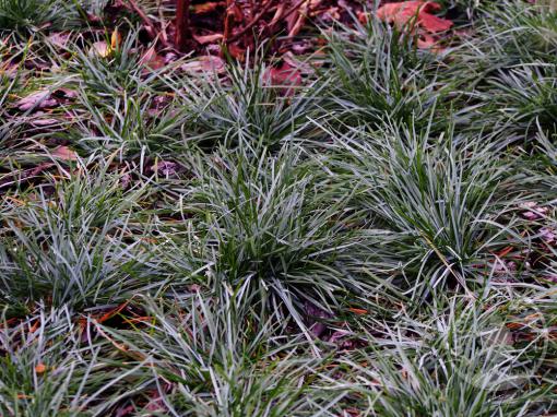Pěchava Heuflerova Blue Porcupine