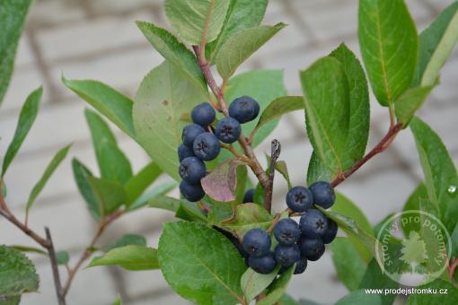 Amelanchier alnifolia muchovník Thiessen