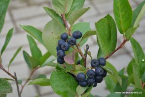 Amelanchier alnifolia muchovník Thiessen