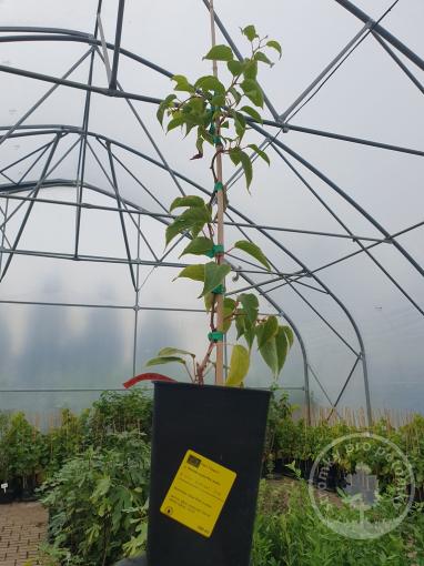 Pink Jumbo kiwi (samičí sazenice)