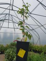 Pink Jumbo kiwi (samičí sazenice)