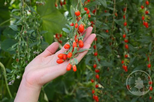 Kustovnice čínská Sweet Lifeberry goji
