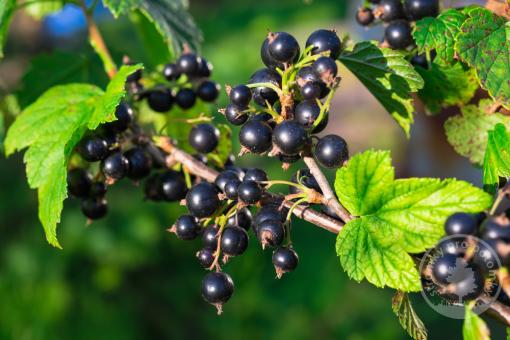 Čerbý rybíz Black Bells (keřový, kontejner)