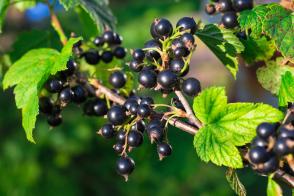 Čerbý rybíz Black Bells (keřový, kontejner)