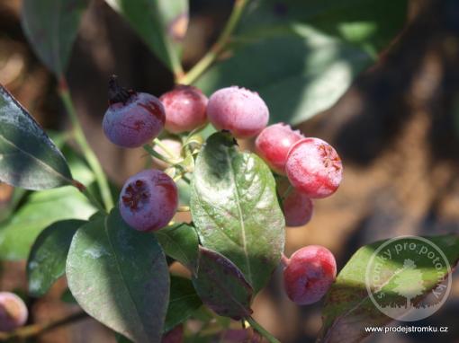 Rosa Berry borůvka