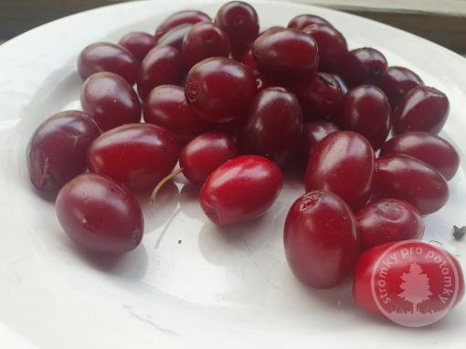 Dřín jedlý Schönbrunner Gourmet Dirndl