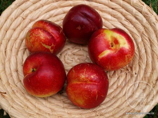 Nektarinka Crimson Gold (podnož GF 677)