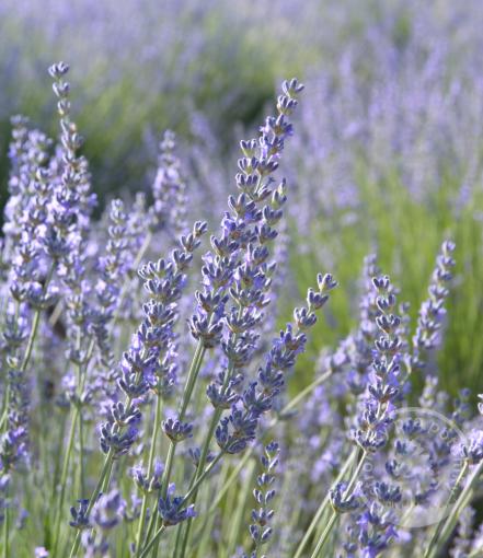 Levandule Grosso (PRAVÁ PROVENSÁLSKÁ LEVANDULE)