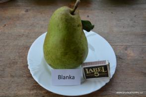 Hrušeň Blanka (podnož Kawkazská, kontejner)