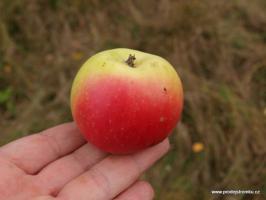 Jabloň Čistecké lahůdkové (podnož semenáč, vysokokmen)