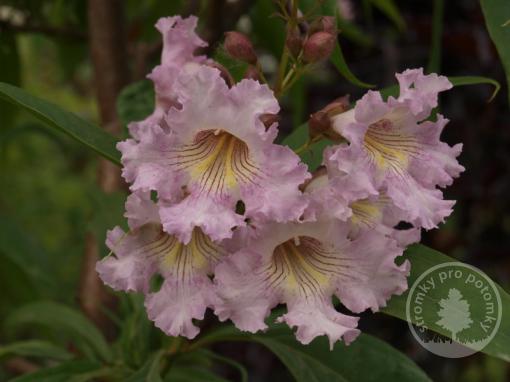 Chitalpa Pink Dawn