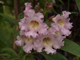 Chitalpa Pink Dawn
