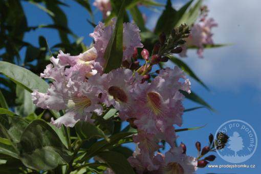 Chitalpa Pink Dawn