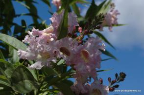 Chitalpa Pink Dawn